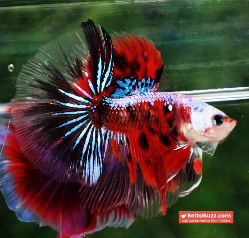 Betta fish OHM Samurai Tiger Halloween - Image 5