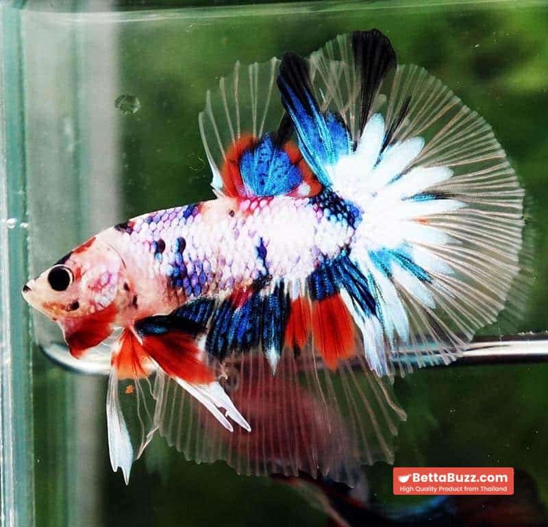 Betta fish OHM Emerald Koi Star tail - Image 4