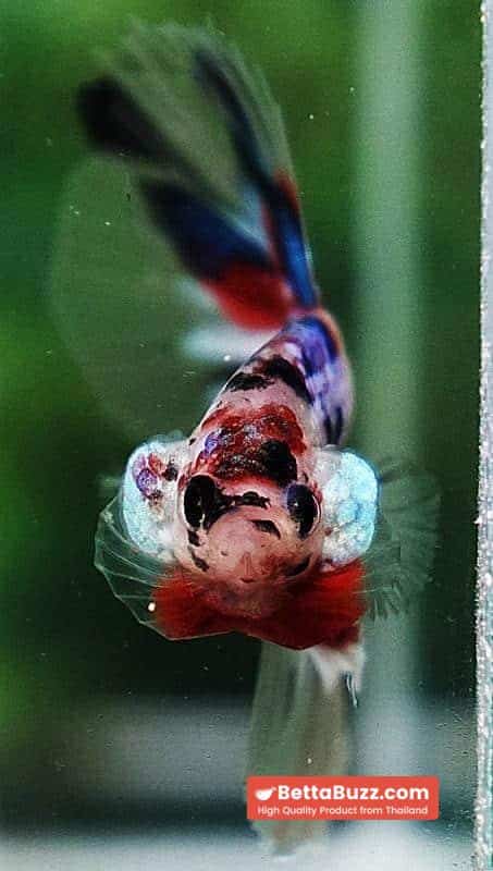 Betta fish OHM Emerald Koi Star tail - Image 7