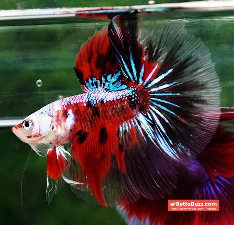 Betta fish OHM Samurai Tiger Halloween - Image 6