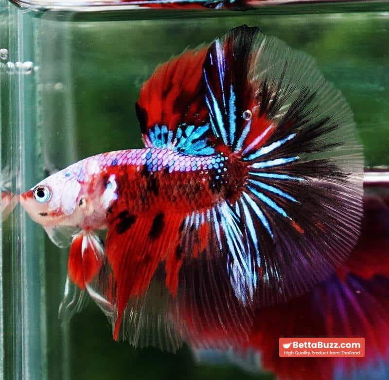 Betta fish OHM Samurai Tiger Halloween - Image 2