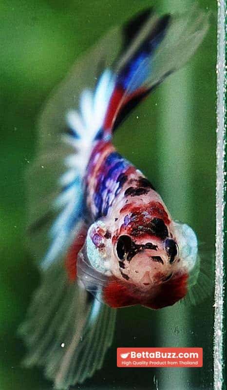 Betta fish OHM Emerald Koi Star tail - Image 8