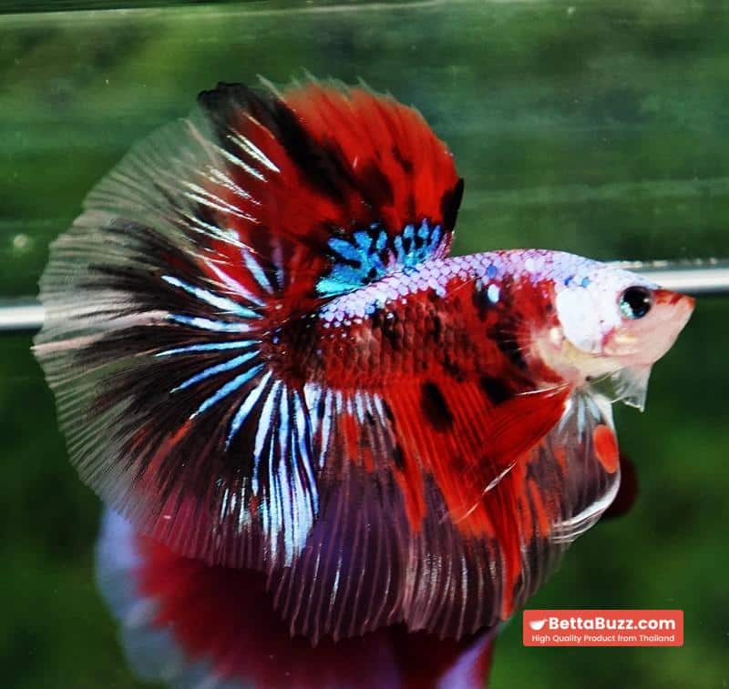 Betta fish OHM Samurai Tiger Halloween - Image 7
