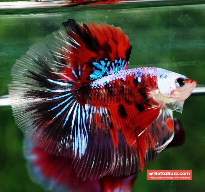 Betta fish OHM Samurai Tiger Halloween - Image 3