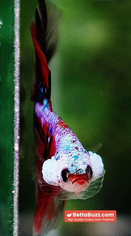 Betta fish OHM Samurai Tiger Halloween - Image 8