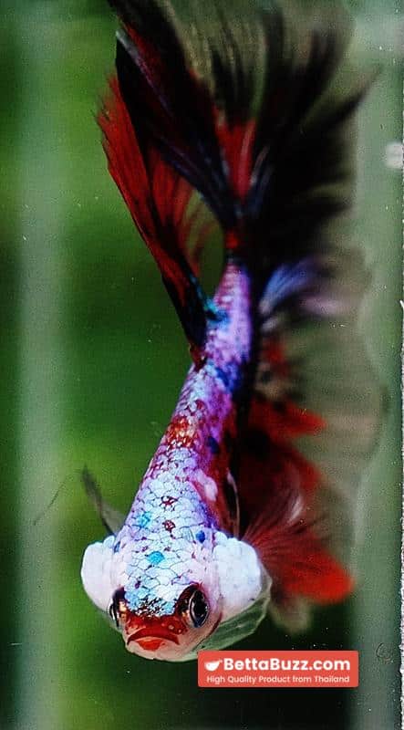 Betta fish OHM Samurai Tiger Halloween - Image 9