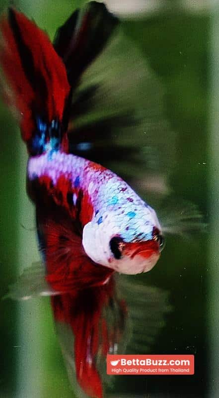 Betta fish OHM Samurai Tiger Halloween - Image 10