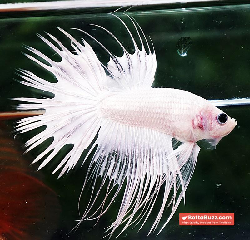 Betta fish CT Full White Platinum - Image 3