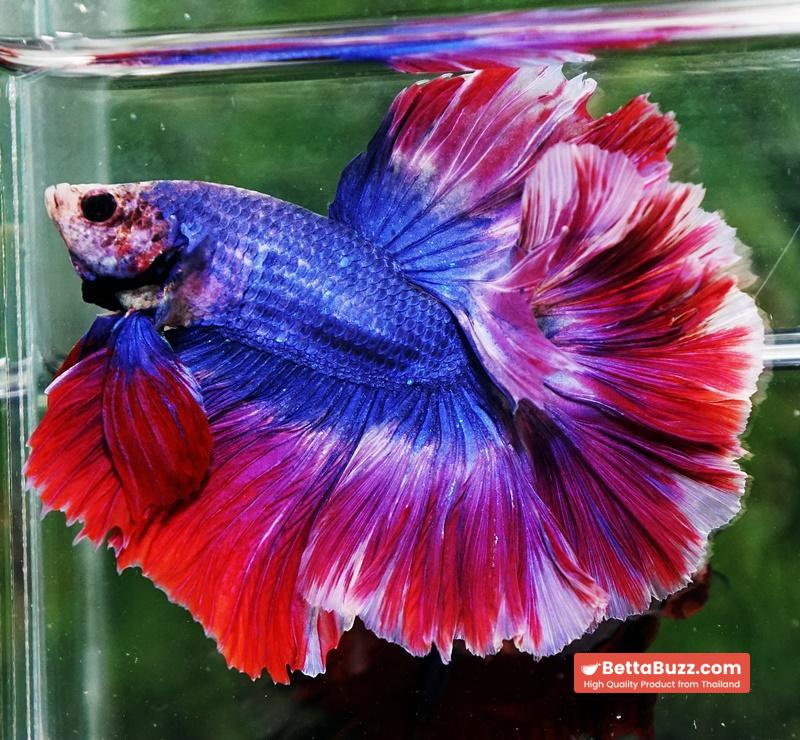 Betta fish Mascot Thailand Flag Rosetail OHM - Image 3
