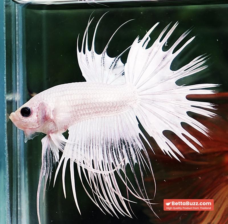 Betta fish CT Full White Platinum - Image 4