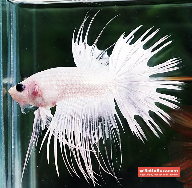 Betta fish CT Full White Platinum - Image 2