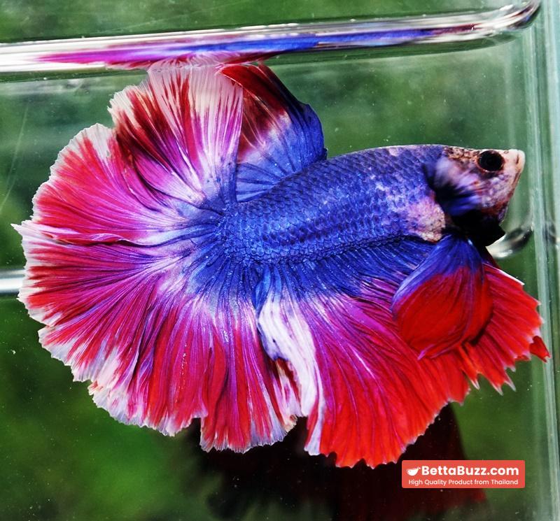 Betta fish Mascot Thailand Flag Rosetail OHM - Image 4