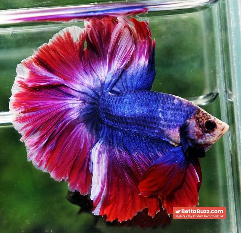 Betta fish Mascot Thailand Flag Rosetail OHM - Image 2