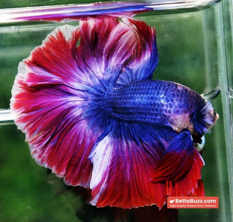Betta fish Mascot Thailand Flag Rosetail OHM - Image 5