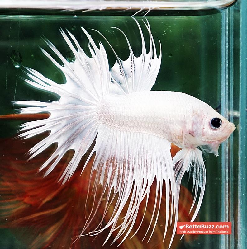 Betta fish CT Full White Platinum - Image 5
