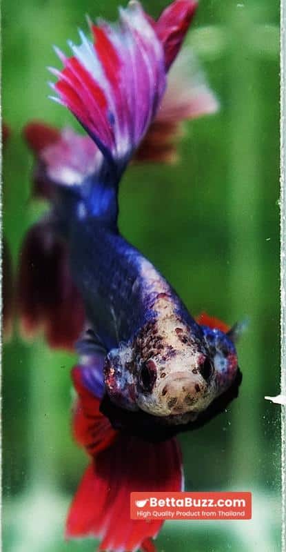 Betta fish Mascot Thailand Flag Rosetail OHM - Image 6