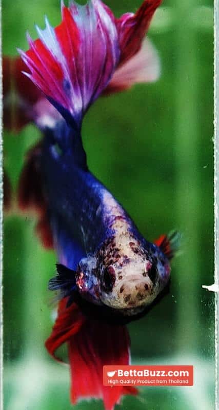 Betta fish Mascot Thailand Flag Rosetail OHM - Image 7