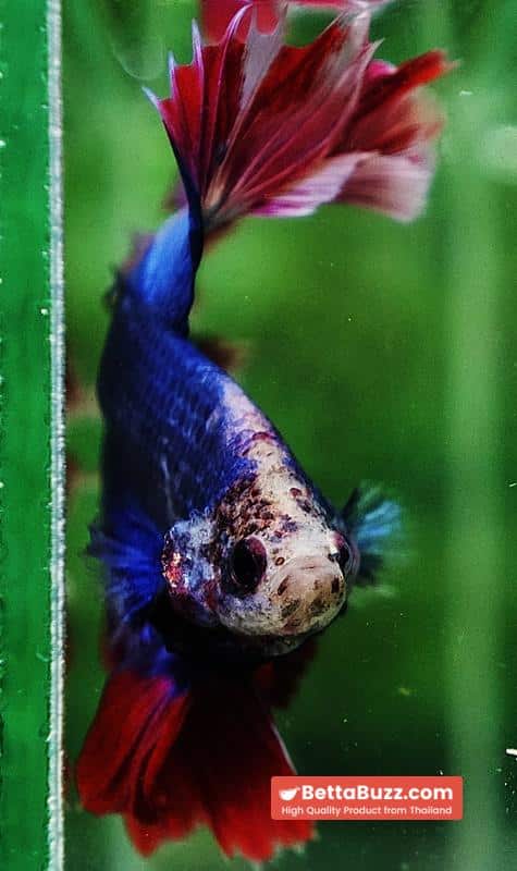 Betta fish Mascot Thailand Flag Rosetail OHM - Image 8