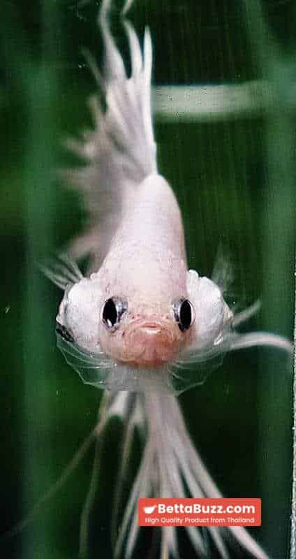 Betta fish CT Full White Platinum - Image 6