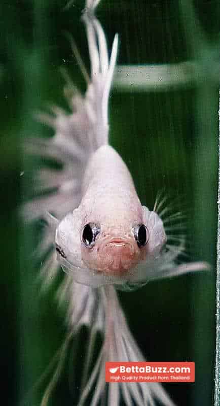 Betta fish CT Full White Platinum - Image 7