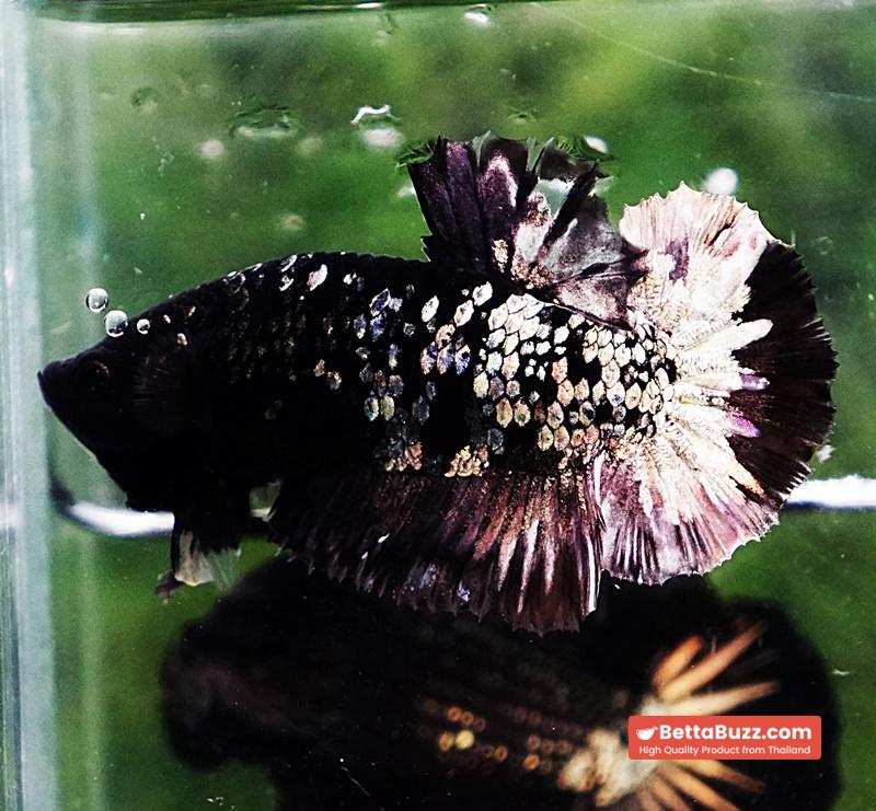 Betta fish HMPK Sparkle Gorgon Copper Avatar - Image 5