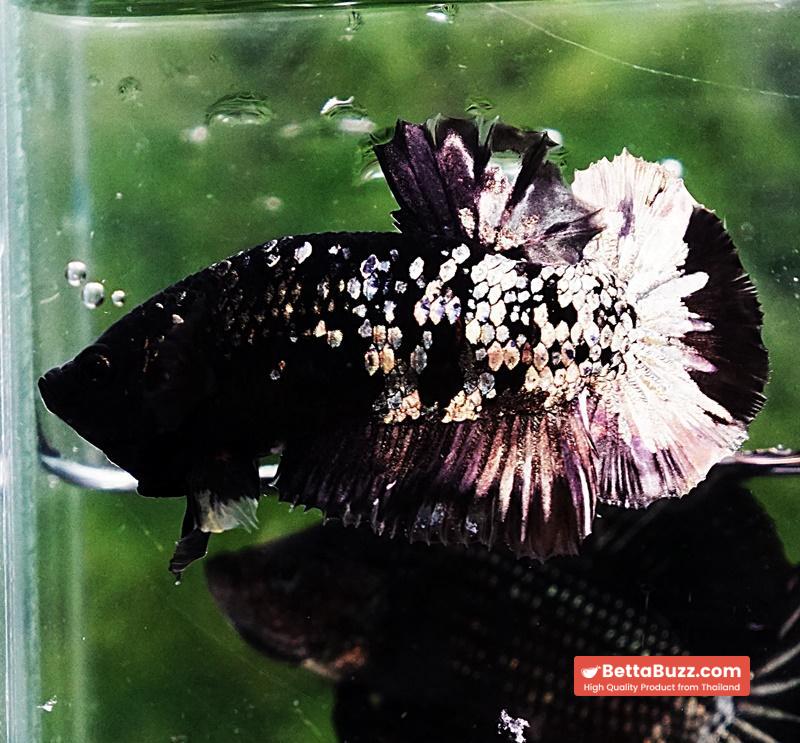 Betta fish HMPK Sparkle Gorgon Copper Avatar - Image 3