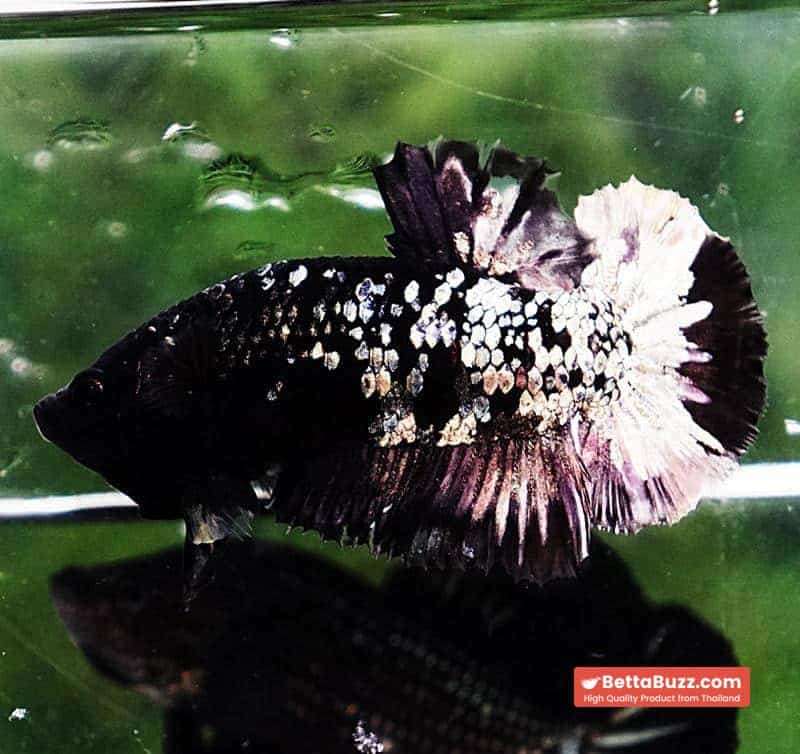Betta fish HMPK Sparkle Gorgon Copper Avatar - Image 7