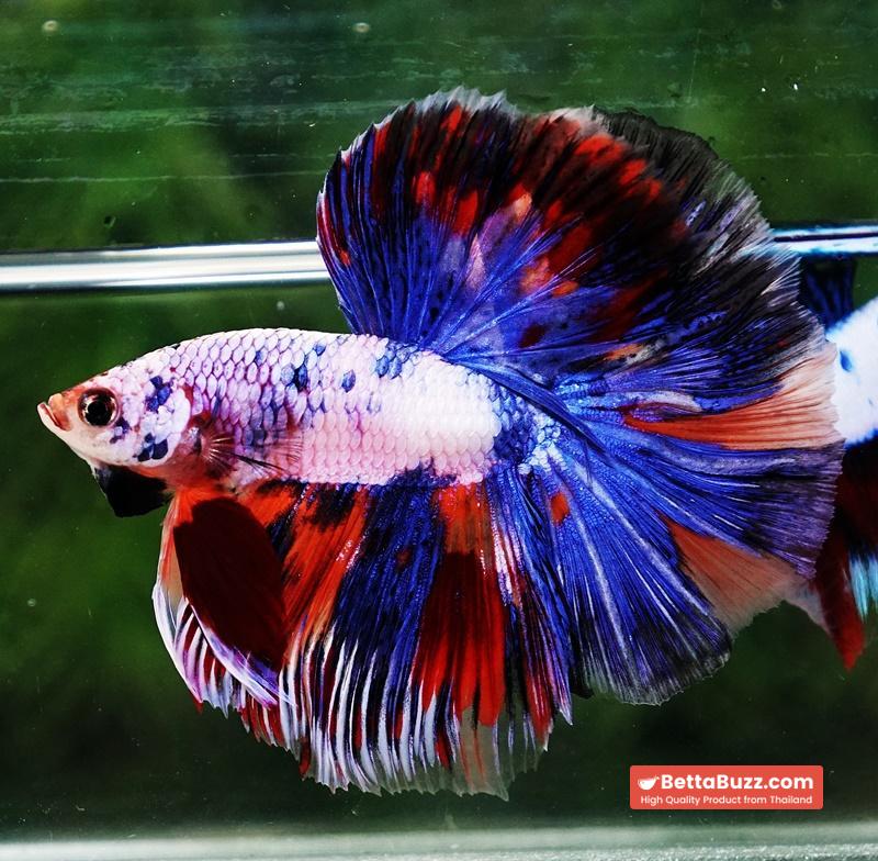 Betta fish HM Magical Multicolor Rainbow Series - Image 6