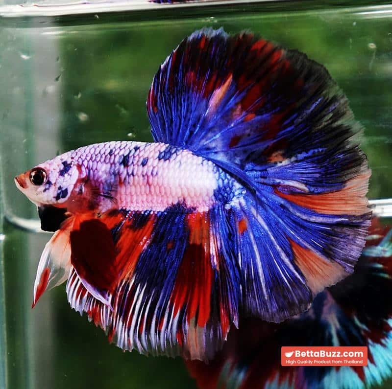 Betta fish HM Magical Multicolor Rainbow Series - Image 5
