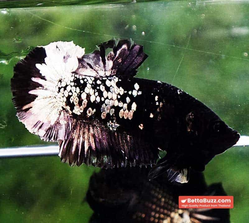 Betta fish HMPK Sparkle Gorgon Copper Avatar - Image 6