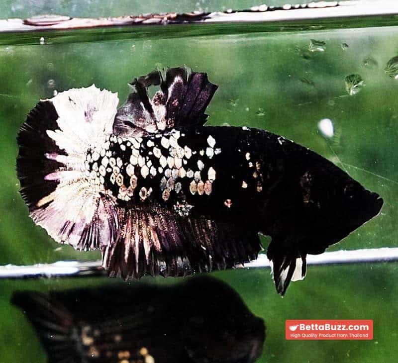 Betta fish HMPK Sparkle Gorgon Copper Avatar - Image 2