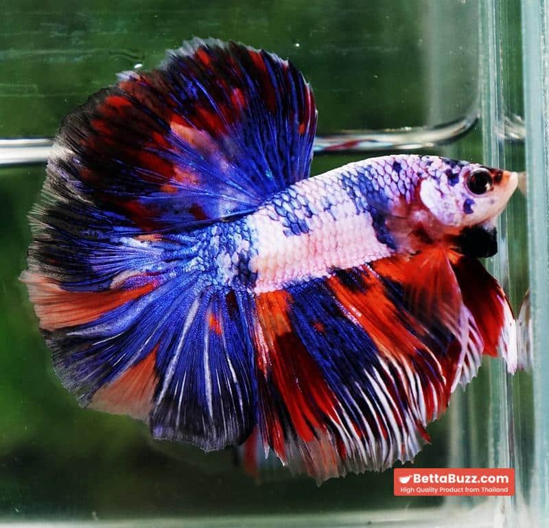 Betta fish HM Magical Multicolor Rainbow Series - Image 4