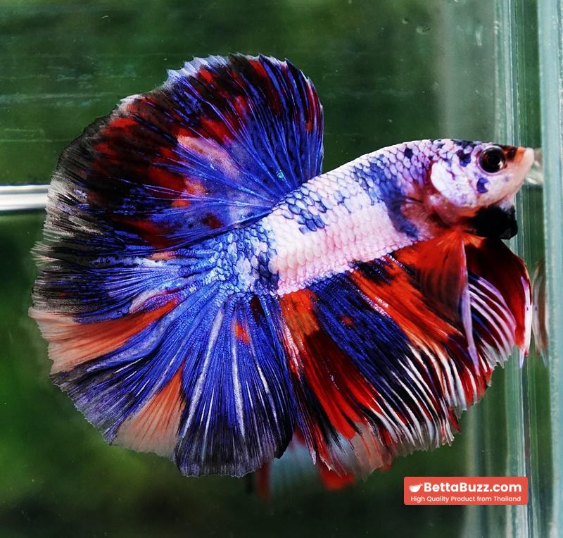 Betta fish HM Magical Multicolor Rainbow Series - Image 2