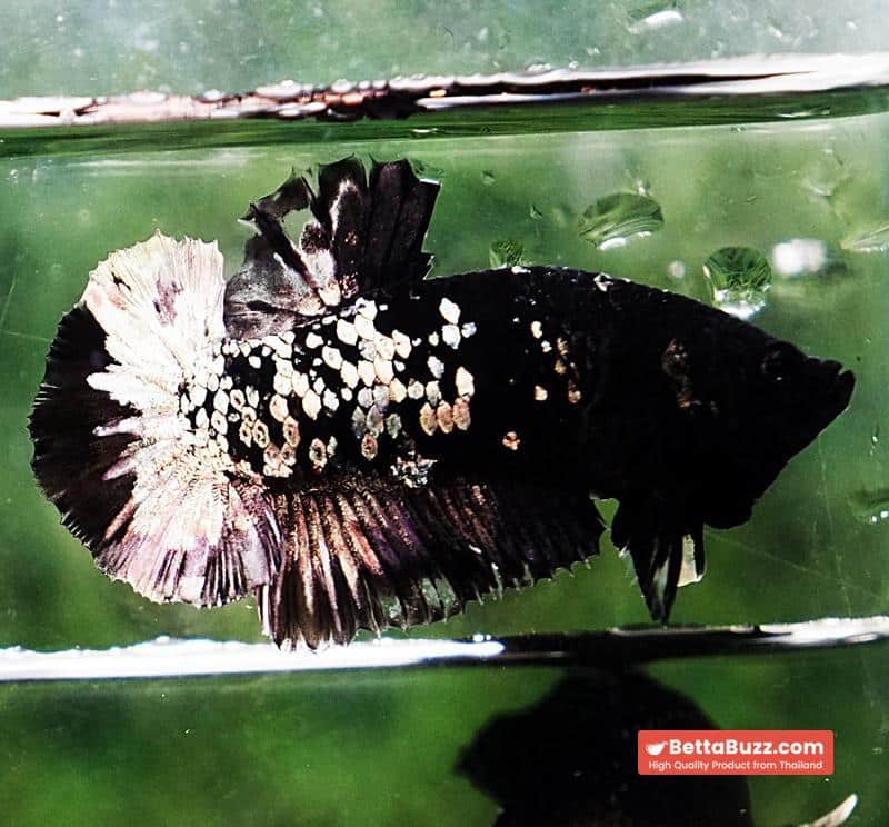 Betta fish HMPK Sparkle Gorgon Copper Avatar - Image 4
