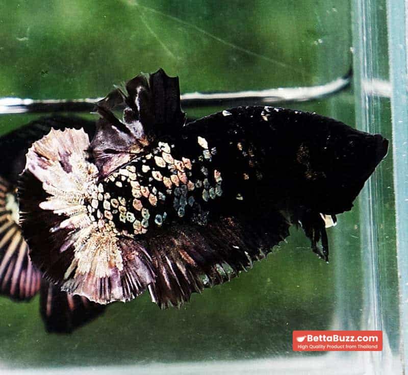 Betta fish HMPK Sparkle Gorgon Copper Avatar - Image 8