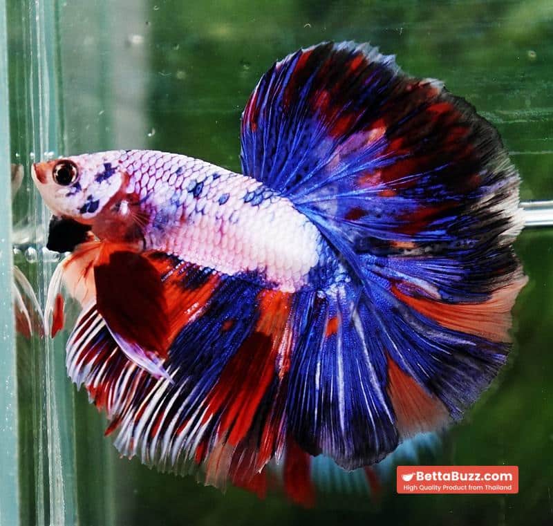 Betta fish HM Magical Multicolor Rainbow Series - Image 3