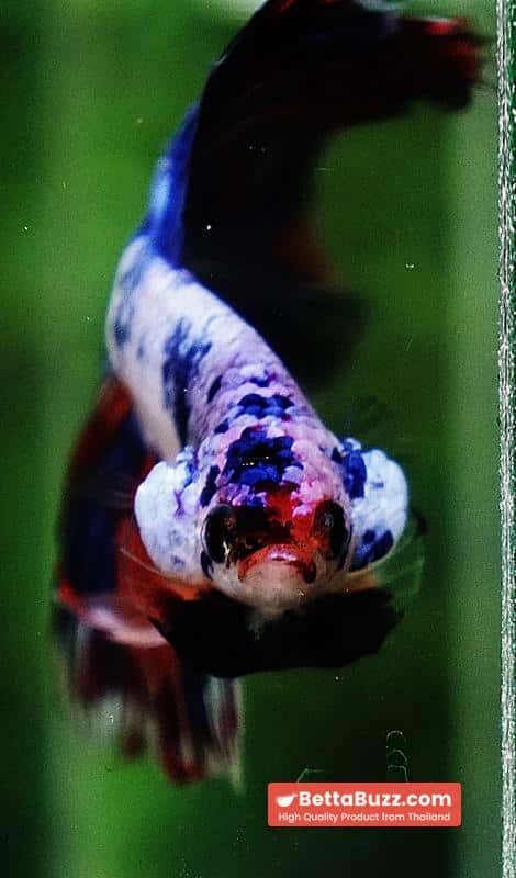 Betta fish HM Magical Multicolor Rainbow Series - Image 7