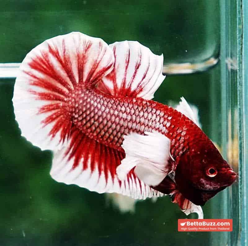 Betta fish HMPK Red Salamander Dumbo - Image 3