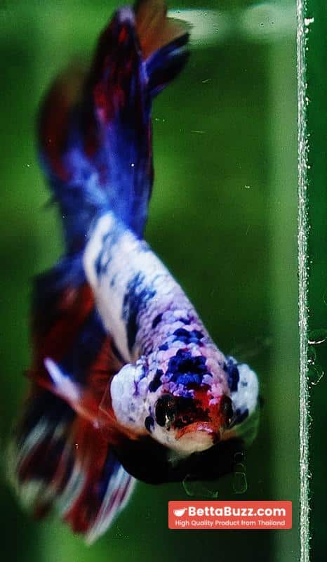 Betta fish HM Magical Multicolor Rainbow Series - Image 8