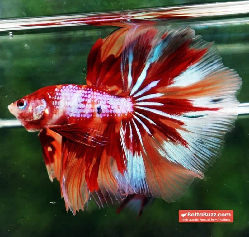 Betta fish OHM Nemo on Fire (Very Large size) - Image 3