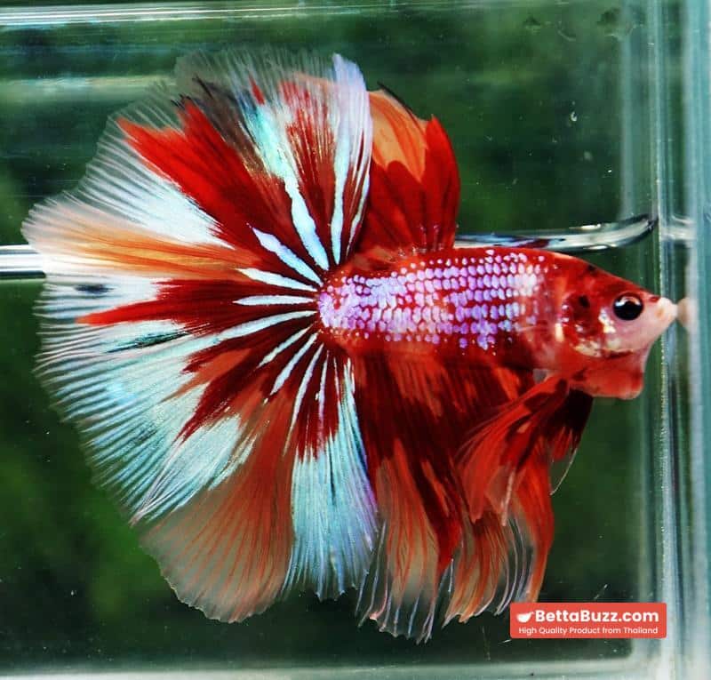 Betta fish OHM Nemo on Fire (Very Large size) - Image 4