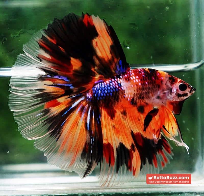 Betta fish Multi - Tiger Large fin (HM) - Image 2