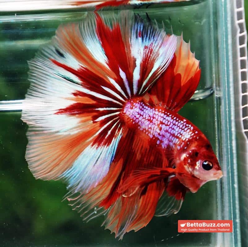 Betta fish OHM Nemo on Fire (Very Large size) - Image 2