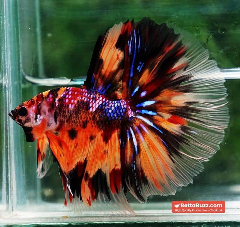 Betta fish Multi - Tiger Large fin (HM) - Image 3
