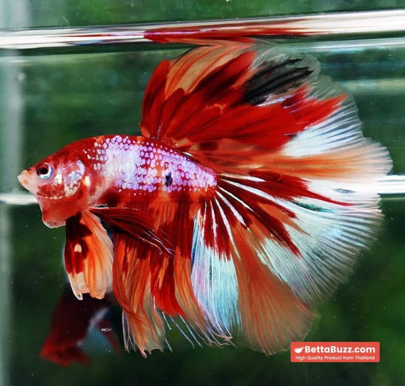 Betta fish OHM Nemo on Fire (Very Large size) - Image 5