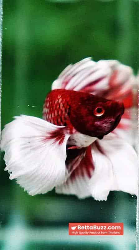 Betta fish HMPK Red Salamander Dumbo - Image 5