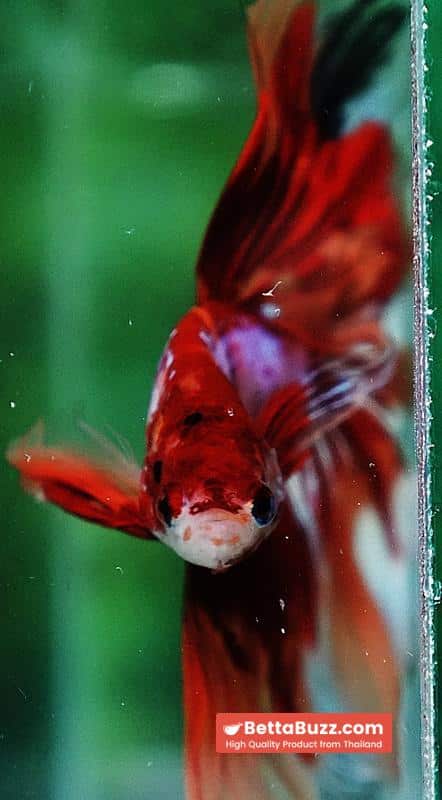 Betta fish OHM Nemo on Fire (Very Large size) - Image 6