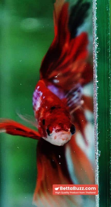 Betta fish OHM Nemo on Fire (Very Large size) - Image 7