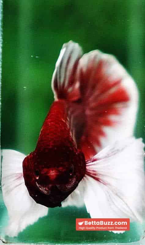 Betta fish HMPK Red Salamander Dumbo - Image 6