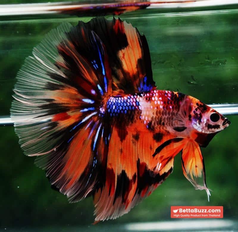 Betta fish Multi - Tiger Large fin (HM) - Image 4